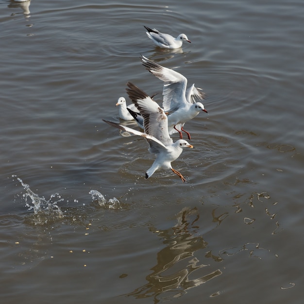 Mewa To Migracja Ptaków Do Tajlandii