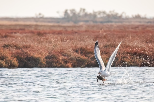 Mewa z niebieskim krabem latającym w parku narodowym Delta Evros w Grecji