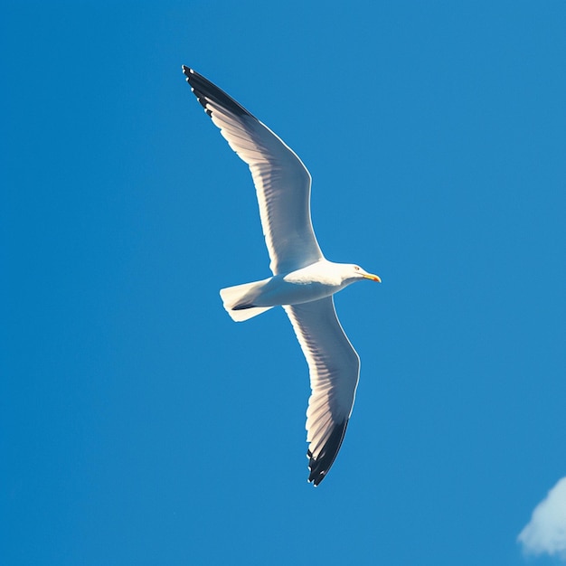 Mewa z wdziękiem latająca pośród rozległego niebieskiego nieba dla mediów społecznościowych