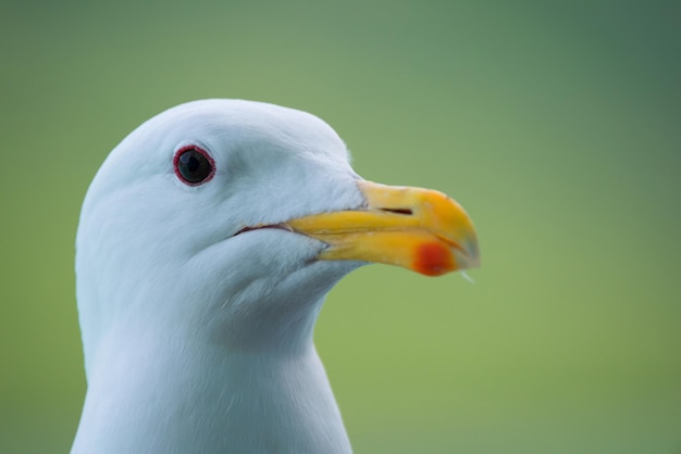 Mewa z żółtym dziobem i czerwonym dziobem Ptak morski