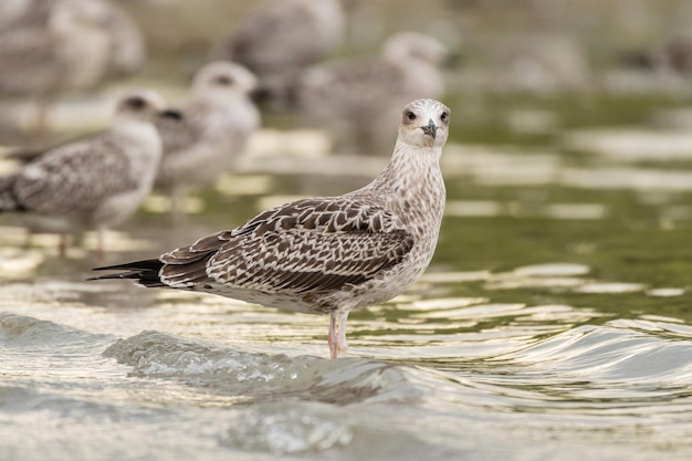 Mewa żółtonoga Larus Michahellis To Duża Mewa Europy, Bliskiego Wschodu I Afryki Północnej