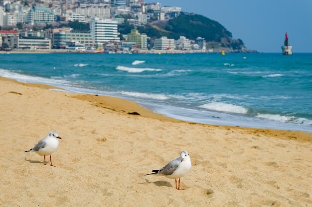 Mewy chodzą po piasku nad morzem w Busan w Korei.