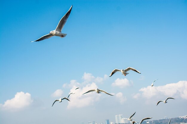 Mewy latające na niebie Stambułu w Turcji