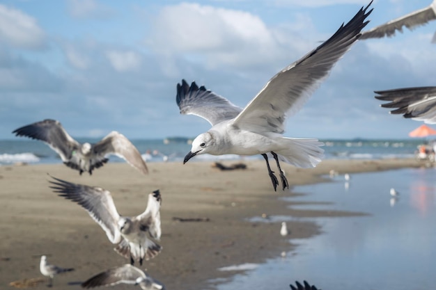 Mewy latające na plaży