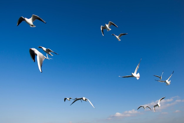 Mewy latające w niebie nad wodami morskimi