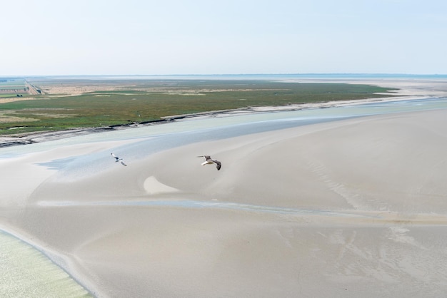 Zdjęcie mewy latające w zatoce mont saint michel