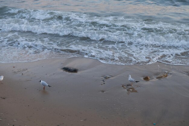 Zdjęcie mewy na plaży i fale się toczą.