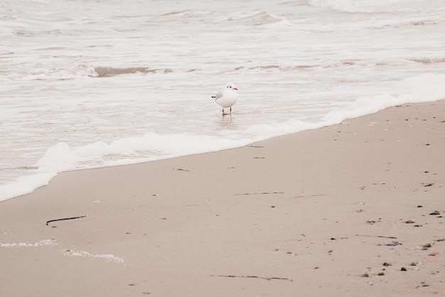 Zdjęcie mewy na plaży