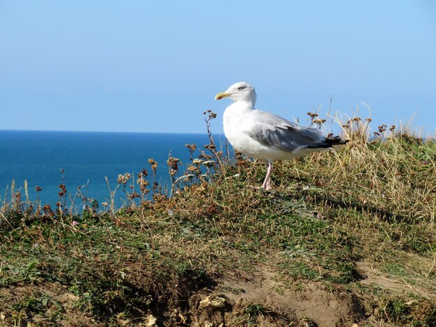 Zdjęcie mewy na plaży