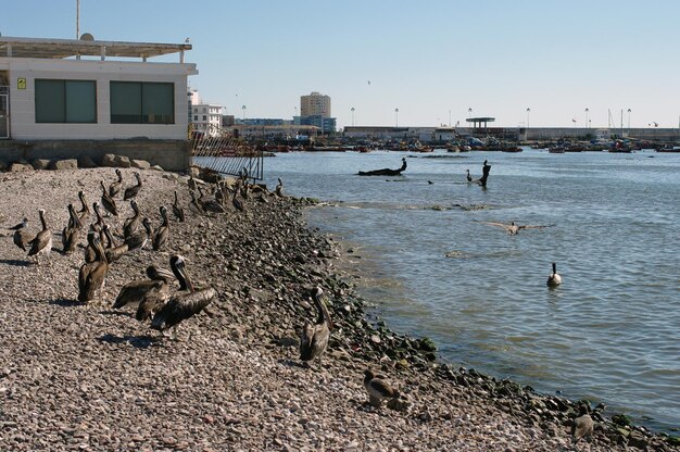 Zdjęcie mewy na plaży