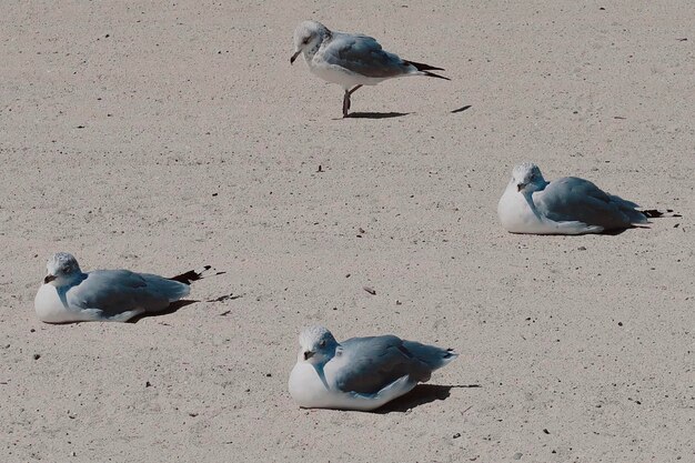 Zdjęcie mewy na plaży