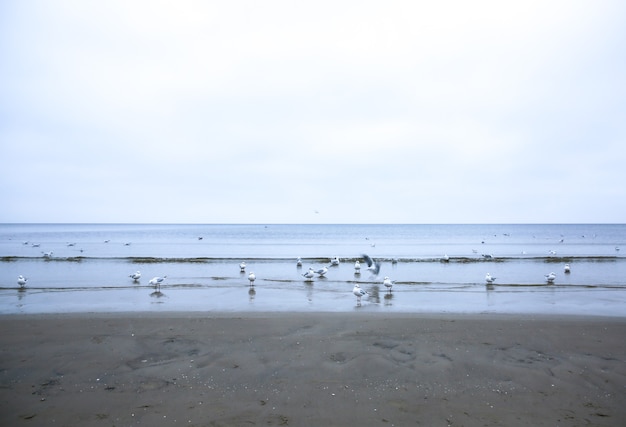 Mewy na zimnej plaży. Ptaki w sezonie zimowym nad morzem. Koncepcja natury.