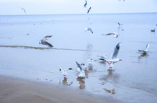 Mewy na zimnej plaży. Ptaki w sezonie zimowym nad morzem. Koncepcja natury.