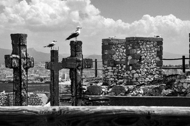 Zdjęcie mewy siedzące na krzyżach przy starych ruinach