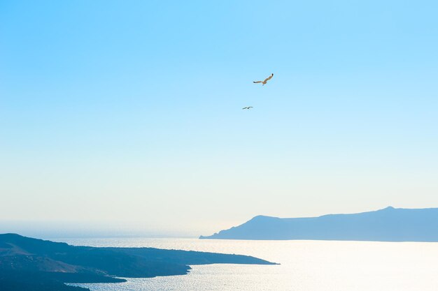 Mewy szybują na błękitnym niebie nad morzem. Wyspa Santorini, Grecja