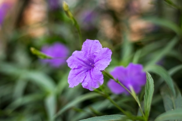 Zdjęcie mexican bluebell lub britton's wild petunia w ogrodzie