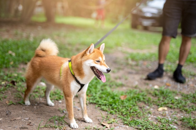 Mężczyzna Bierze Shiba Inu Psa Na Smyczu Odprowadzeniu W Parku