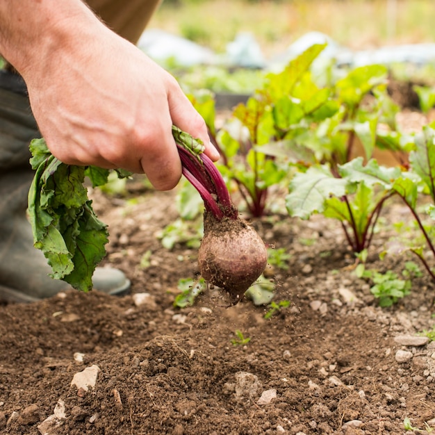 Mężczyzna ciągnie świeżych beetroot z ziemi