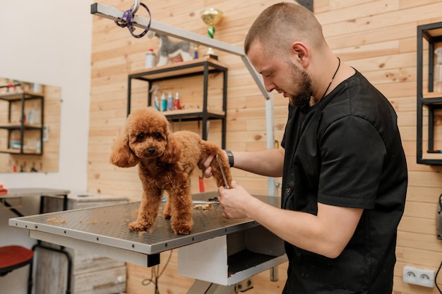 Mężczyzna groomer szczotkowanie włosów filiżanki herbaty Pudel sierść psa z grzebieniem po kąpieli w salonie fryzjerskim Kobieta fryzjerka robi fryzurę w klinice weterynaryjnej spa