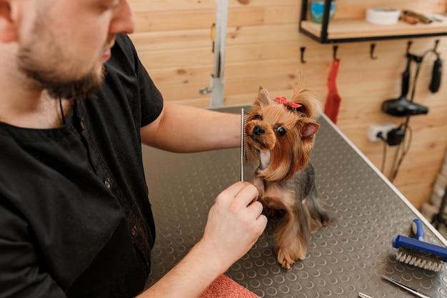 Mężczyzna groomer szczotkuje włosy psa rasy Yorkshire terrier z grzebieniem po kąpieli w salonie fryzjerskim Kobieta fryzjerka robi fryzurę w klinice weterynaryjnej spa