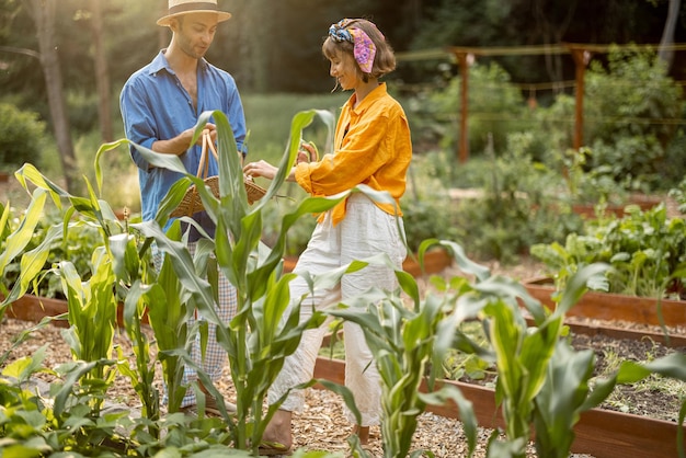 Mężczyzna i kobieta zbierają świeżą kukurydzę w przydomowym ogrodzie