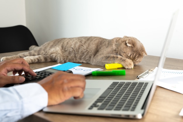 Mężczyzna I Kot Pracują Z Domu Studia Na Odległość Koncepcja Pracy W Domu Laptop Miejsca