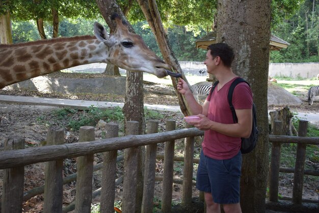 Mężczyzna karmi żyrafę stojąc w zoo