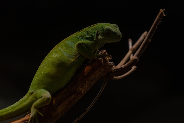 Mężczyzna lau banded iguana z bliska portret na białym tle na czarnym tle