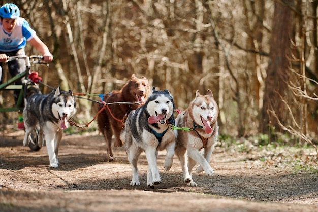 Mężczyzna maszer jeździ na trójkołowym wózku z czterema psami zaprzęgowymi Siberian Husky w uprzęży w lesie