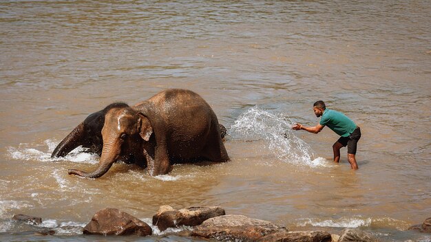 Mężczyzna myje słonie w Sanktuarium Słoni Pinnawala Sri Lanka