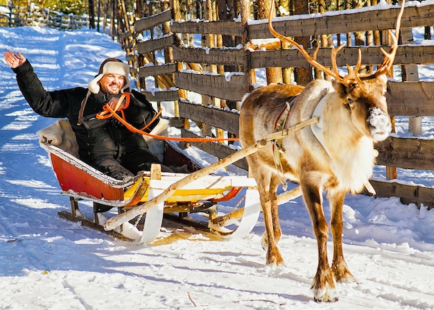 Mężczyzna na saniach z reniferami w Finlandii w Rovaniemi na farmie w Laponii. Osoba na sankach Boże Narodzenie na sankach zimą safari ze śniegiem Biegun północny Arktyki fińskiej. Selektywne skupienie