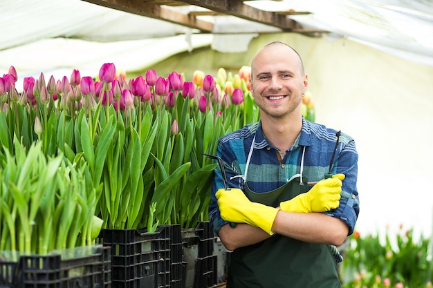 Mężczyzna ogrodnik z narzędziami ogrodowymi w szklarniKwiaciarni mężczyzna pracujący z kwiatami w szklarniWiosenne mnóstwo tulipanówKoncepcja kwiatówPrzemysłowa uprawa kwiatów