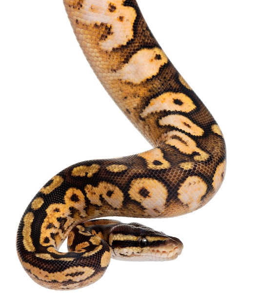 Mężczyzna Pastelowy Perkal Python Royal Python, Python Kulkowy - Python Pastelowy