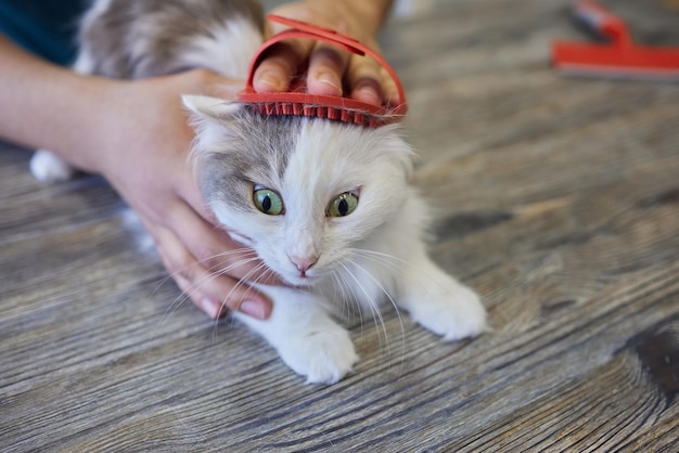Mężczyzna pielęgnujący kota w specjalnych rękawiczkach Opieka nad zwierzętami