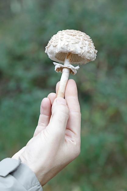 Mężczyzna pokazujący Chlorophyllum rhacodes