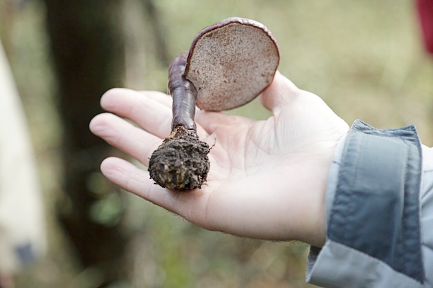 Mężczyzna pokazujący grzyba lingzhi (ganoderma lucidum)