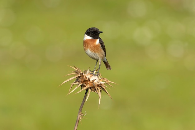 Mężczyzna pospolity stonechat z upierzeniem okresu godowego w naturze