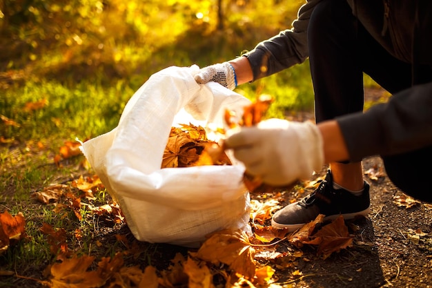 Mężczyzna ręka zbiera i pali opadłych liści jesienią w wielkim worku Koncepcja usługi czyszczenia.
