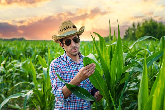 Mężczyzna rolnik sprawdza pole kukurydzy Selektywne fokus