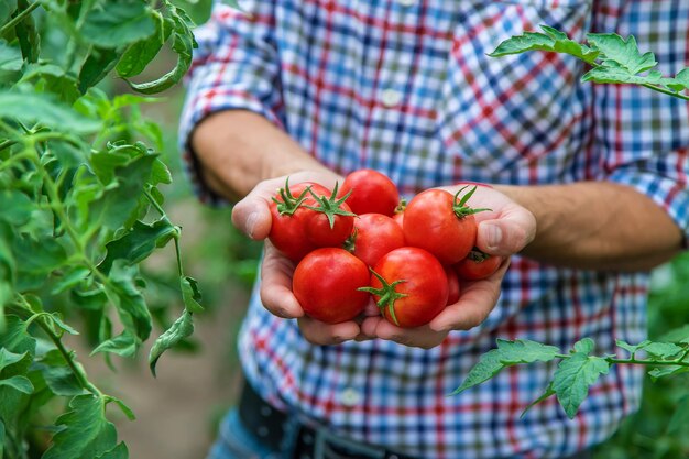 Mężczyzna rolnik zbiera pomidory w ogrodzie. Selektywne skupienie. Natura.