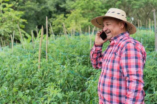 Mężczyzna rozmawia przez telefon komórkowy podczas pracy w polu pomidorów