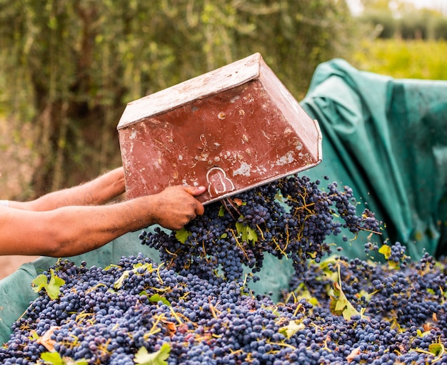 Zdjęcie mężczyzna rzuca winogrona do ciężarówki na zbiory harvest