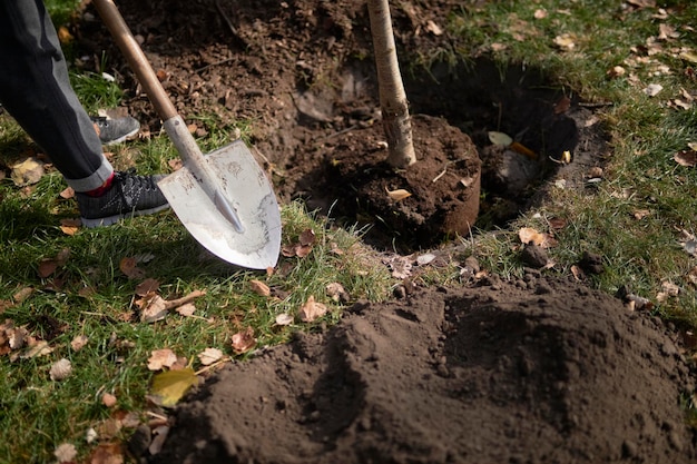 Mężczyzna Sadzi Drzewo, Ręce łopatą Kopie Ziemię, środowisko Naturalne, A Ekologia Wykopała Dół