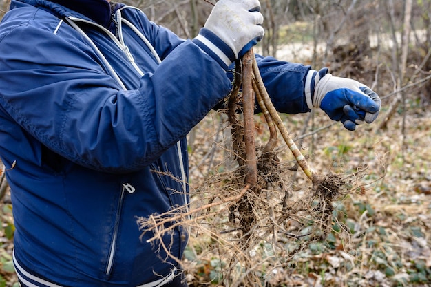 Mężczyzna sadzi małe drzewo, ręce trzyma łopatę, kopie ziemię, środowisko naturalne i koncepcję ekologii