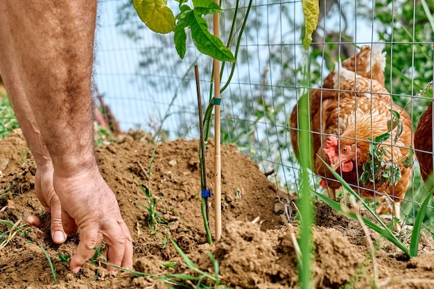 Mężczyzna sadzi pnącza w pobliżu wybiegu dla kurczaków Wypas kur domowych na wybiegu na tradycyjnej ekologicznej farmie drobiu na wolnym wybiegu