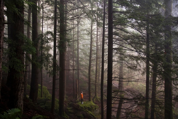 Mężczyzna stoi na omszałej skale z widokiem na gęsty las w mglisty poranek w pobliżu North Bend Washington