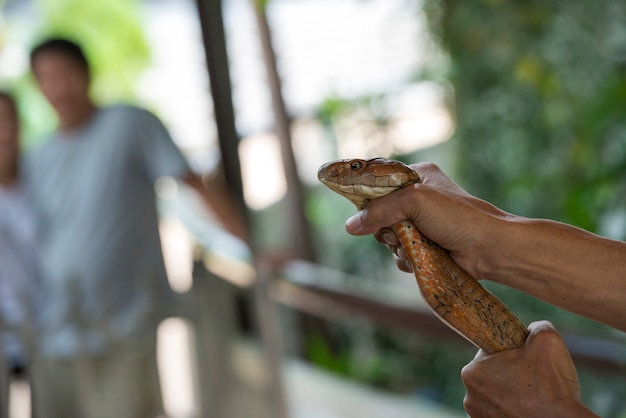 Mężczyzna trzyma jadowitego węża w rękach, Bangkok