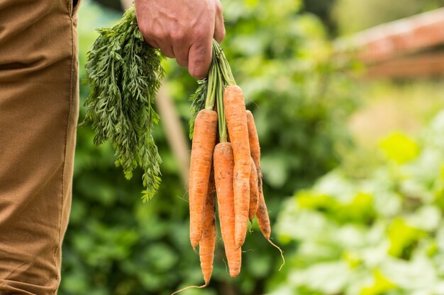 Mężczyzna trzyma wiązkę organicznie marchewki