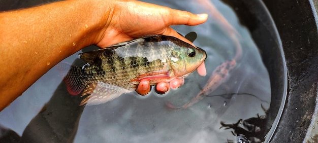 Mężczyzna trzymający rybę oreochromis mossambicus tilapię lub rybę mujair Świeży Oreochromis mossambicus