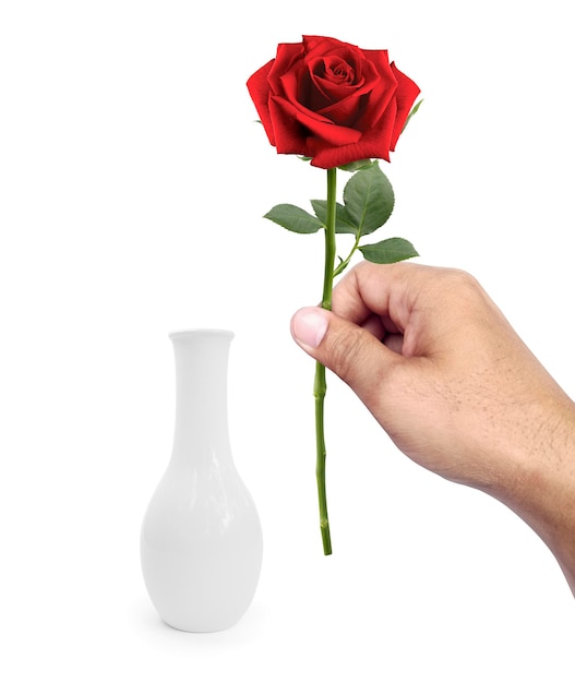 Mężczyzna wkłada czerwone róże do wazonu na białym tle